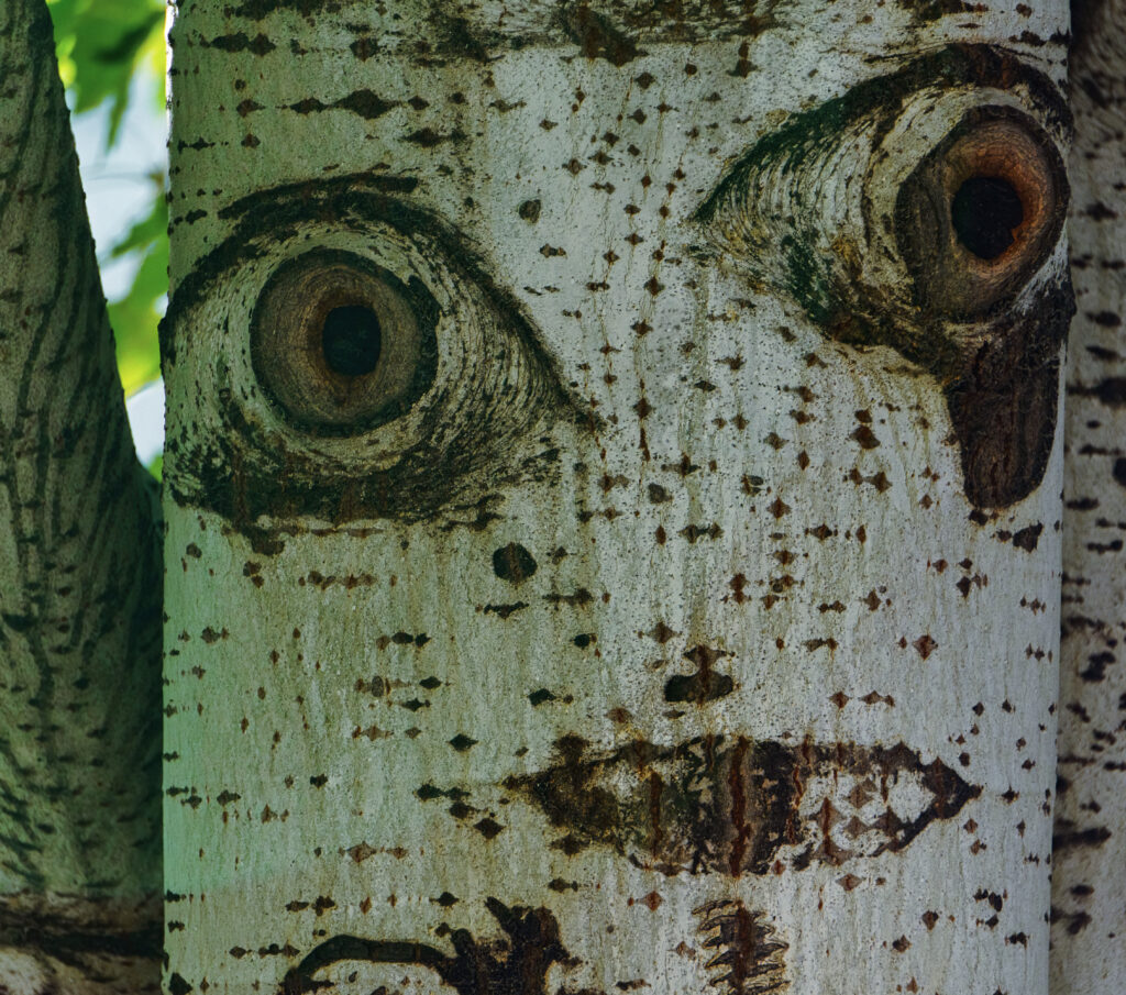 Spirits of Nature Close up picture of tree bark with a face