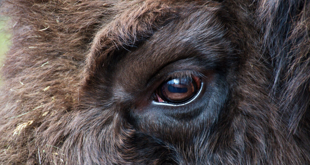Close,Up,Of,Eyes,Of,European,Bison,,Slovakia,,Europe Close up image of a European bison, showing the side of face and eye