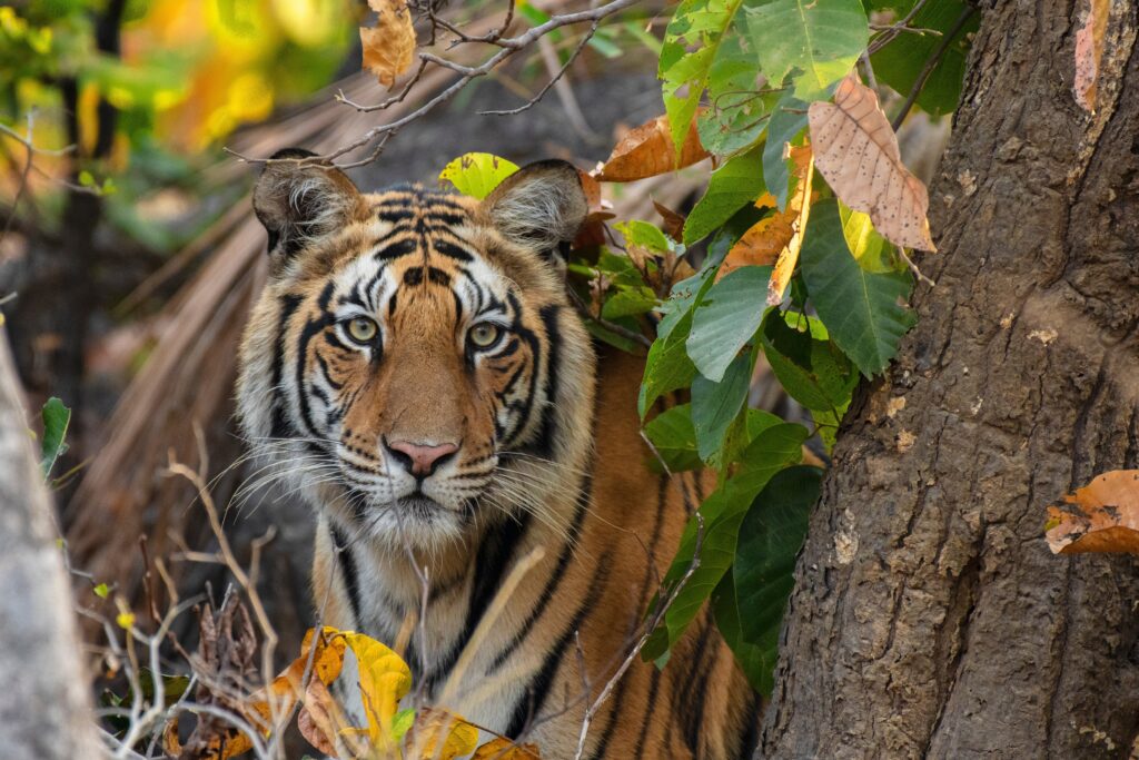 Royal Bengal Tiger Resting In Shade