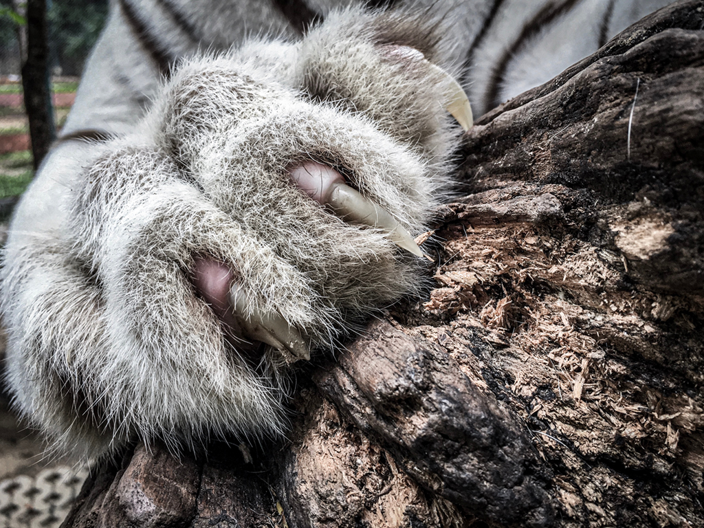 - Mammoth Hills Coaching and Wellness, LLC White Tiger Sharpening Claws With Log