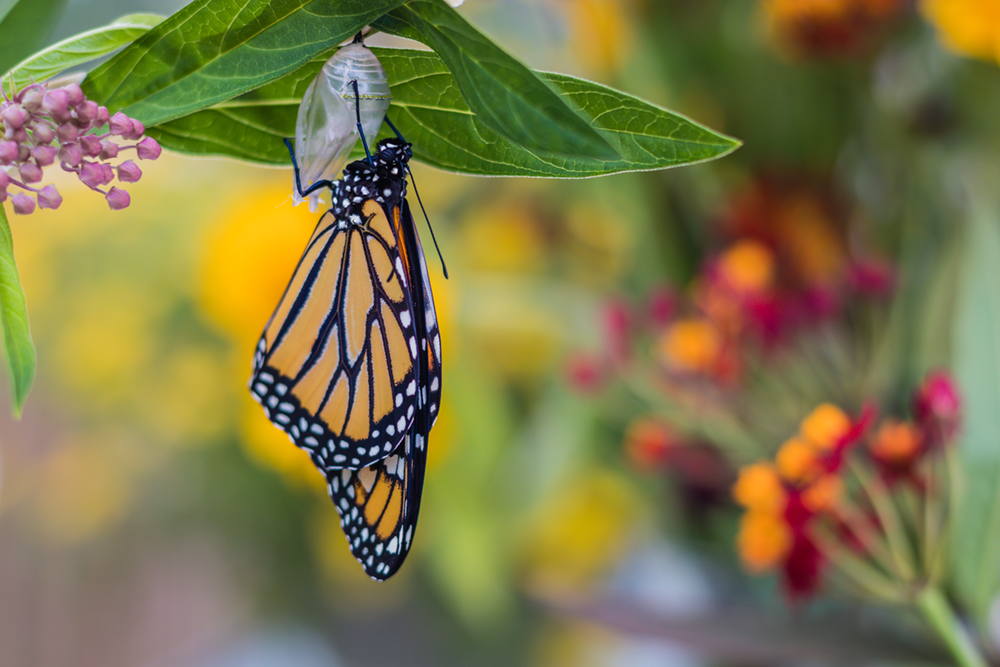 monarch butterfly emerging from chrysalis
