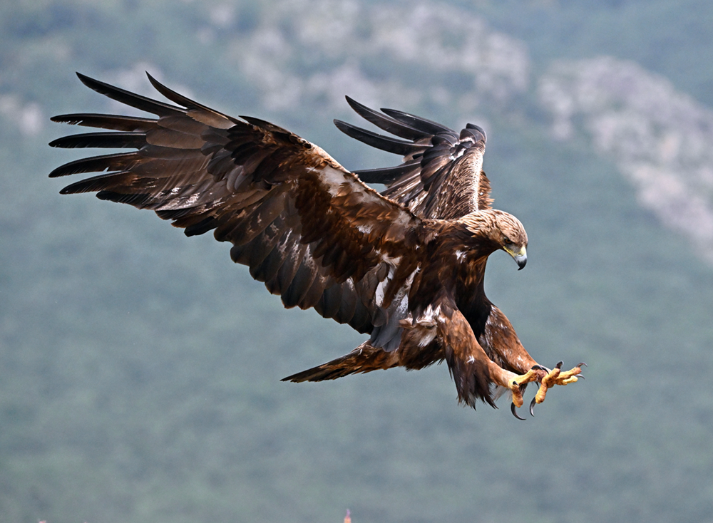 Brown eagle in mid-flight with wings fully spread and talons extended against a blurred mountainous backdrop.